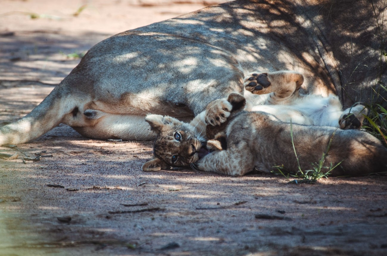 Jaci's Tree Lodge Lions